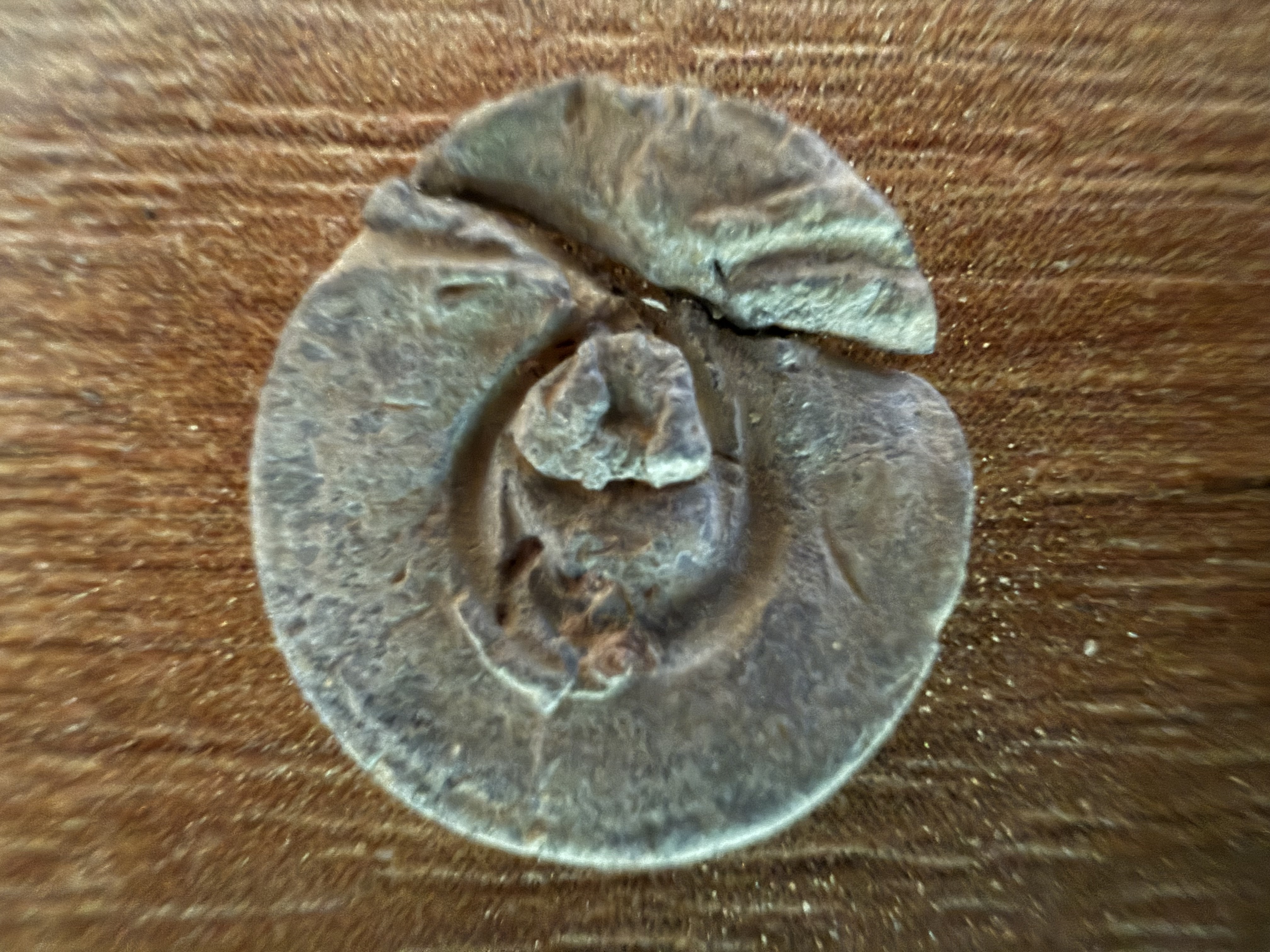 Corroded copper-alloy disc with raised spiral or volute design on the face, displayed on brown leather, found by metal detecting